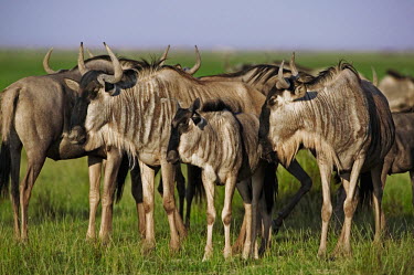 Herd of wildebeest and calves migrate,migration,crossing,journey,commute,herd,group,mass,wildebeest,brindled gnu,antelope,antelopes,herbivores,herbivore,vertebrate,mammal,mammals,terrestrial,ungulate,horns,horn,Africa,African,sava