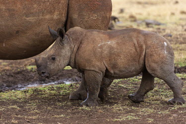 Mother rhino and young calf at a waterhole. mother and calf,calf,young,juvenile,baby,parent,rhinos,rhino,horn,horns,herbivores,herbivore,vertebrate,mammal,mammals,terrestrial,Africa,African,savanna,savannah,safari,White rhinoceros,Ceratotherium