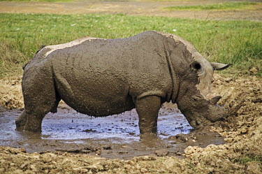 Mud bath to protect skin and rid body of parasites mud bath,rhinos,rhino,horn,horns,herbivores,herbivore,vertebrate,mammal,mammals,terrestrial,Africa,African,savanna,savannah,safari,White rhinoceros,Ceratotherium simum,Herbivores,Rhinocerous,Rhinocero