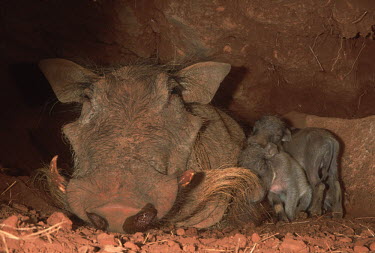 Warthog mother with young piglets in underground burrow. warthog,Phacochoerus,pig,pigs,hog,hogs,herbivores,herbivore,vertebrate,mammal,mammals,terrestrial,Africa,African,savanna,savannah,safari,tusk,young,babies,suckle,suckling,rest,resting,mother,burrow,di