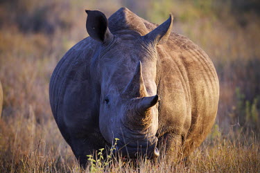 Female white rhino with straight long horn face,front,belly,wide,chunky,rhinos,rhino,horn,horns,herbivores,herbivore,vertebrate,mammal,mammals,terrestrial,Africa,African,savanna,savannah,safari,White rhinoceros,Ceratotherium simum,Herbivores,R