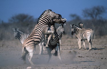 Plains zebra stallions fighting stallion,stallions,male,fight,fighting,rival,rivalry,kick,kicking,head butt,Equus burchelli,Burchell's zebra,striped,stripes,herbivores,herbivore,vertebrate,mammal,mammals,terrestrial,Africa,African,s