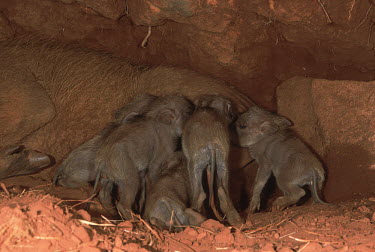 Warthog, mother suckling piglets in underground burrow. warthog,Phacochoerus,pig,pigs,hog,hogs,herbivores,herbivore,vertebrate,mammal,mammals,terrestrial,Africa,African,savanna,savannah,safari,tusk,young,babies,suckle,suckling,milk,milking,feeding,burrow,d