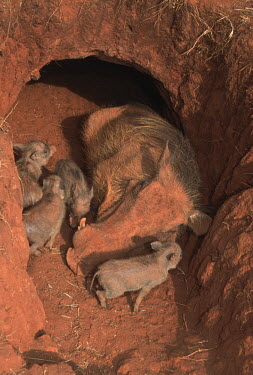 Warthog with piglets at entrance to burrow. warthog,Phacochoerus,pig,pigs,hog,hogs,herbivores,herbivore,vertebrate,mammal,mammals,terrestrial,Africa,African,savanna,savannah,safari,young,babies,sleeping,sleep,burrow,dirt,safe,home,bed,piglet,pi
