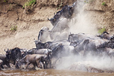 Wildebeest crossing the Mara river, this is part of the annual migration. river,river crossing,rivers,rivers and streams,migrate,migration,crossing,journey,commute,herd,group,mass,wildebeest,brindled gnu,antelope,antelopes,herbivores,herbivore,vertebrate,mammal,mammals,terr