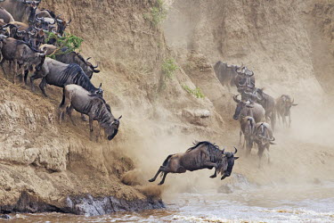 Wildebeest leaping in to water to cross the Mara river, this is part of the annual migration. river,river crossing,rivers,rivers and streams,migrate,migration,crossing,journey,commute,herd,group,mass,wildebeest,brindled gnu,antelope,antelopes,herbivores,herbivore,vertebrate,mammal,mammals,terr