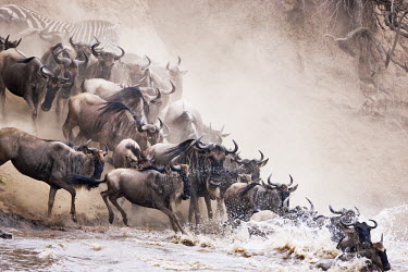 Wildebeest charging through the Mara river, as part of the annual migration. leap,leaping,jump,jumping,chaos,chaotic,wild,panic,panicked,river,river crossing,rivers,rivers and streams,migrate,migration,crossing,journey,commute,herd,group,mass,wildebeest,brindled gnu,antelope,a