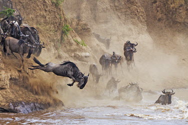 Wildebeest leaping in to water to cross the Mara river, this is part of the annual migration. river,river crossing,rivers,rivers and streams,migrate,migration,crossing,journey,commute,herd,group,mass,wildebeest,brindled gnu,antelope,antelopes,herbivores,herbivore,vertebrate,mammal,mammals,terr
