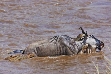 Nile crocodile catching blue wildebeest in the Mara river croc,crocodiles,reptile,hungry,teeth,jaws,prey,victim,danger,dangerous,food,eaten,dinner time,attack,ambush,predator,predation,river,river crossing,rivers,rivers and streams,migrate,migration,crossing