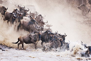 Wildebeest charging through the Mara river, as part of the annual migration. leap,leaping,jump,jumping,chaos,chaotic,wild,panic,panicked,river,river crossing,rivers,rivers and streams,migrate,migration,crossing,journey,commute,herd,group,mass,wildebeest,brindled gnu,antelope,a