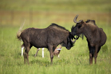 Two black wildebeest migrate,migration,crossing,journey,commute,herd,group,mass,wildebeest,brindled gnu,antelope,antelopes,herbivores,herbivore,vertebrate,mammal,mammals,terrestrial,ungulate,horns,horn,Africa,African,sava