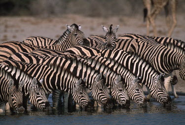 Plains zebra drinking at water hole Equus burchelli,Burchell's zebra,striped,stripes,herbivores,herbivore,vertebrate,mammal,mammals,terrestrial,Africa,African,savanna,savannah,safari,zebra,wild horse,horse,horses,equid,equine,herd,group