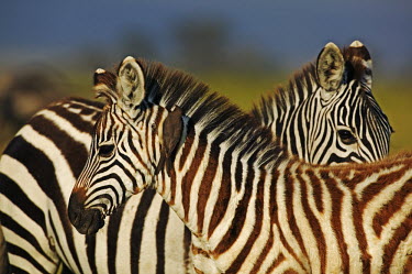 Plains zebra with red billed oxpeckers that comb the animal for ticks and other parasites. oxpecker,Buphagus erythrorhynchus,bird,birds,birdlife,Equus burchelli,Burchell's zebra,striped,stripes,herbivores,herbivore,vertebrate,mammal,mammals,terrestrial,Africa,African,savanna,savannah,safari