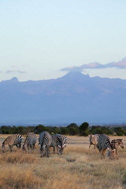 Plains zebra grazing with Mount Kenya in the background. Equus burchelli,Burchell's zebra,striped,stripes,herbivores,herbivore,vertebrate,mammal,mammals,terrestrial,Africa,African,savanna,savannah,safari,zebra,wild horse,horse,horses,equid,equine,sunrise,da