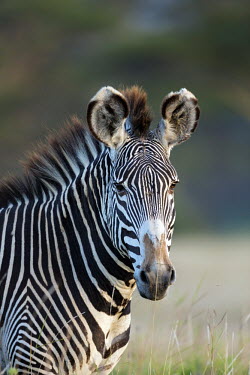 Grevy's zebra striped,stripes,herbivores,herbivore,vertebrate,mammal,mammals,terrestrial,Africa,African,savanna,savannah,safari,zebra,wild horse,horse,horses,equid,equine,pattern,patterns,Grevy's zebra,Equus grevyi