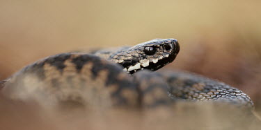Adder snake,snakes,adder,adders,UK,UK species,British,Great Britain,reptiles,reptile,head,scales,scale,eye,face,Adder,Vipera berus,Reptilia,Reptiles,Squamata,Lizards and Snakes,Viperidae,Pit Vipers,Chordate