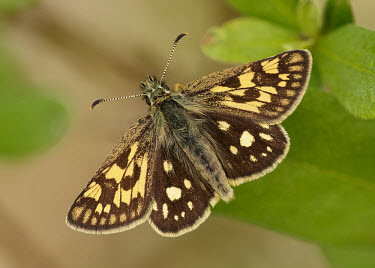 Chequered skipper perching with wings open butterfly,butterflies,flower,flowers,pollinator,pollinators,UK,United Kingdom,Great Britain,British species,portrait,wings,wing,antennae,antenna,thorax,abdomen,Chequered skipper,Carterocephalus palaem