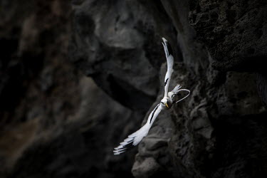 A tropicbird flying closely to the cliff bird,birds,birdlife,avian,aves,wings,feathers,beak,bill,plumage,flight,in-flight,flying,cliff,cliffs,coast,coastline,sea bird,tropic bird,tropicbird,tropical,tail,black,black and white,negative space,