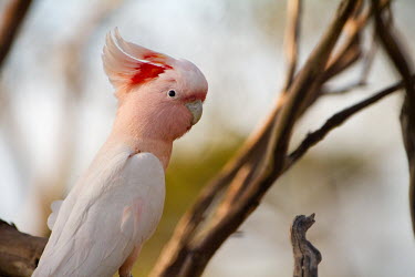 Major Mitchell's cockatoo showing its crown cockatoo,bird,birds,pink,red,crown,feathers,plumage,face,peach,shallow focus,close up,perching,perched,perch,pretty,negative space,colour,colourful,Cacatuidae,Psittaciformes,Major Mitchell's cockatoo,