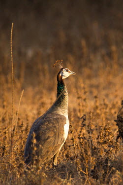 A female peafowl in the dry grass peafowl,peacock,bird,birds,birdlife,avian,aves,bill,plumage,feathers,crown,female,India,shallow focus,negative space,Indian peafowl,Pavo cristatus,Chordates,Chordata,Phasianidae,Grouse, Partridges, Ph