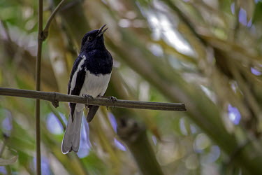 Male oriental magpie-robin perching on a branch Animalia,Chordata,Aves,Passeriformes,Muscicapidae,Copsychus saularis,Oriental Magpie-robin,magpie robin,male,perching,Oriental magpie-robin