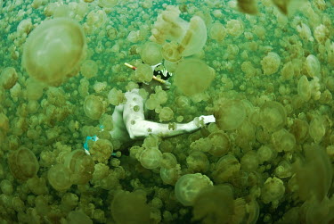 Snorkeller surrounded by golden medusa jellyfish golden medusa,golden jellyfish,spotted jelly,lagoon jelly,Papuan jellyfish,jelly,jellyfish,Animalia,Cnidaria,Scyphozoa,Rhizostomeae,Mastigiidae,Mastigias,Mastigias papua,Mastigias papua etpisoni,marin