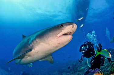 A tiger shark being photographed by a SCUBA diver shark,sharks,sharks and rays,elasmobranch,elasmobranchs,elasmobranchii,predator,marine,marine life,sea,sea life,ocean,oceans,water,underwater,aquatic,swimming,SCUBA,SCUBA diver,tourism,ecotourism,clos