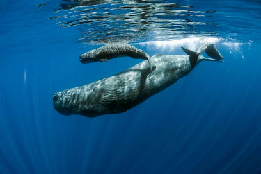 Sperm whale mother and calf whale,whales,sperm whale,whales and dolphins,cetacean,cetaceans,marine mammal,marine mammals,aquatic mammals,aquatic mammal,mother and calf,calf,baby,young,juvenile,parent,surface,marine,marine life,s