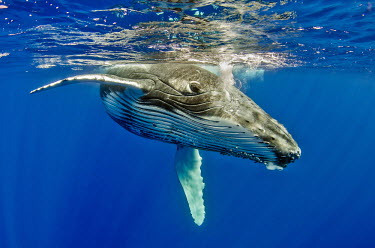 Humpback whale comes to the surface for air whale,whales,humpback whale,humpback,whales and dolphins,cetacean,cetaceans,marine mammal,marine mammals,aquatic mammals,aquatic mammal,marine,marine life,sea,sea life,ocean,oceans,water,underwater,aq