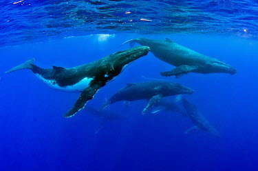 A pod of humpback whales whale,whales,humpback,humpback whale,whales and dolphins,cetacean,cetaceans,marine mammal,marine mammals,aquatic mammals,aquatic mammal,pod,surface,marine,marine life,sea,sea life,ocean,oceans,water,u