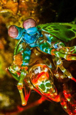 Peacock mantis shrimp displaying it's technicoloured shell peacock mantis shrimp,mantis shrimp,shrimp,Animalia,Arthropoda,Crustacea,Malacostraca,Stomatopoda,Odontodactylidae,Odontodactylus,Odontodactylus scyllarus,eye,eyes,colour,colourful,invertebrate,invert