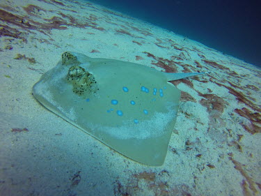 A bluespotted stingray in the sand ray,rays,sharks and rays,elasmobranch,elasmobranchs,elasmobranchii,predator,bluespotted maskray,sand,sea floor,benthic,underwater,sea creature,marine,marine life,blue,Bluespotted stingray,Neotrygon ku