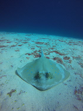 A bluespotted stingray in the sand ray,rays,sharks and rays,elasmobranch,elasmobranchs,elasmobranchii,predator,bluespotted maskray,sand,sea floor,benthic,underwater,sea creature,marine,marine life,blue,negative space,Bluespotted stingr