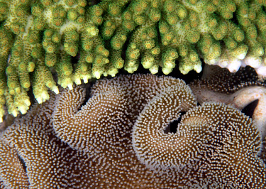 Acropora spp and sarcophyton spp coral compete for real estate on the reef leather coral,toadstool coral,finger coral,acropora,green,polyps,coral,corals,coral reef,reef life,invertebrate,invertebrates,marine invertebrate,marine invertebrates,sea life,sea,sea creature,ocean,m