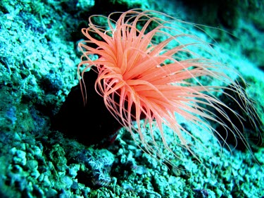 A beadlet anemoone, stinging cells can be found on their tentacles anemone,sea anemone,actiniaria,sea life,sea,sea creature,ocean,marine,marine life,peach,blue,reef,coral reef,reef life,invertebrate,invertebrates,marine invertebrate,marine invertebrates,Beadlet anemo