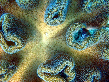 Blue leather coral (Sarcophyton spp) with polpys out feeding leather coral,toadstool coral,blue,polyps,coral,corals,coral reef,reef life,invertebrate,invertebrates,marine invertebrate,marine invertebrates,sea life,sea,sea creature,ocean,marine,marine life,Anima