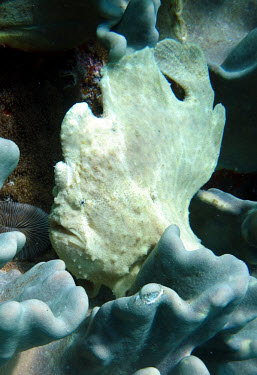 Commerson's frogfish camouflaged in the coral Commerson's frogfish,giant frogfish,Animalia,Chordata,Actinopterygii,Lophiiformes,Antennariidae,Antennarius,Antennarius commerson,frogfish,crypsis,camo,camouflage,hidden,disguise,reef,reef life,coral