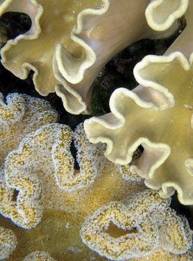 Leather coral, one showing polyps the other not leather coral,toadstool coral,polyps,coral,corals,coral reef,reef life,invertebrate,invertebrates,marine invertebrate,marine invertebrates,sea life,sea,sea creature,ocean,marine,marine life,Animalia,C