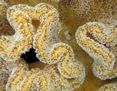 Close up of leather coral polyps leather coral,toadstool coral,polyps,coral,corals,coral reef,reef life,invertebrate,invertebrates,marine invertebrate,marine invertebrates,sea life,sea,sea creature,ocean,marine,marine life,Animalia,C