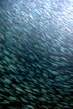 A shoal of pacific sardine shoal,mass,bait,group,fish,sardines,sardine,behaviour,sea life,sea,ocean,marine,marine life,prey,shoaling,Pacific sardine,Sardinops sagax,Herrings,Clupeiformes,Actinopterygii,Ray-finned Fishes,Chordat