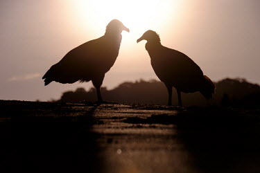 A pair of American black vulture silhouetted against the sunrise vulture,black vulture,sunrise,dawn,pair,scavenger,carnivore,bird,birds,birdlife,avian,aves,Americas,Central America,Costa Rica,rainforest,tropical,tropics,American black vulture,Coragyps atratus,Falco