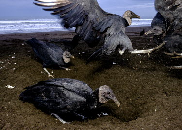 American black vulture dig up a turtle nest scavenging for eggs vulture,black vulture,food,eggs,egg,turtle,turtles,coast,coastal,shore,tide,prey,young,scavenge,beach,nest,scavenger,carnivore,bird,birds,birdlife,avian,aves,Americas,Central America,Costa Rica,rainfo