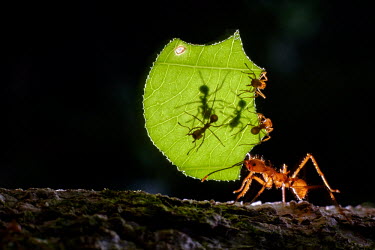 A leaf-cutter ant carrying a piece of leaf ant,leaf cutter ant,leaf cutter,insect,insects,invertebrate,invertebrates,ants,worker,gardener,gardening,macro,close up,jungle,jungles,forest,forests,Americas,Central America,Costa Rica,rainforest,tro
