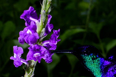 Hummingbird gathering nectar from flowers bill,nectar,flower,flight,flying,fly,hover,hovering,adaptation,plumage,wings,wing,wingbeat,hummingbird,hummingbirds,humming bird,bird,birds,birdlife,avian,Americas,Central America,Costa Rica,rainfores