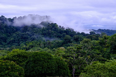 A view over the misty canopy of Costa Rican rainforest jungle,jungles,forest,forests,habitat,environment,tree,trees,canopy,landscape,Americas,Central America,Costa Rica,rainforest,tropical,tropics,mist,cloud,cloudy,Spanish