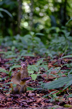 Central American agouti foraging in the leaf litter agouti,agoutis,rodent,rodents,jungle,jungles,leaf litter,forage,foraging,paws,Americas,Central America,Costa Rica,rainforest,tropical,tropics,Central American agouti,Dasyprocta punctata,Chordates,Chor