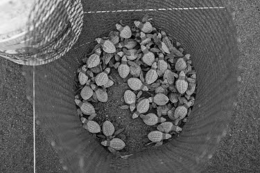 Olive ridley turtle hatchlings emerge to net protection, soon to be released juvenile,baby,babies,young,hatchling,beach,journey,net,conservation,release,protect,protection,protected,vulnerable,black and white,olive ridley,ridley turtle,sea turtle,sea turtles,turtle,turtles,she