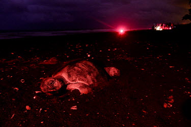 An olive ridley turtle laying eggs on a beach at night nesting,nest,lay,laying,pregnant,female,beach,sand,coast,coastal,vulnerable,exposed,journey,olive ridley,ridley turtle,sea turtle,sea turtles,turtle,turtles,shell,reptile,reptiles,Americas,Central Ame