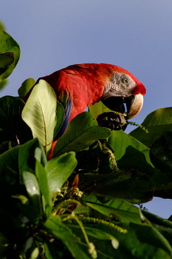 Scarlet macaw perched in a tree eating seeds macaw,macaws,bird,birds,birdlife,avian,aves,wings,feathers,bill,plumage,parrot,parrots,colour,colourful,red,Americas,Central America,Costa Rica,rainforest,tropical,tropics,Scarlet macaw,Ara macao,Parr