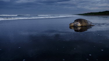 An olive ridley turtle makes its way back toward the sea sand,shore,beach,coast,coastal,tide,shallow focus,negative space,olive ridley,ridley turtle,sea turtle,sea turtles,turtle,turtles,shell,reptile,reptiles,Americas,Central America,Costa Rica,tropical,tr